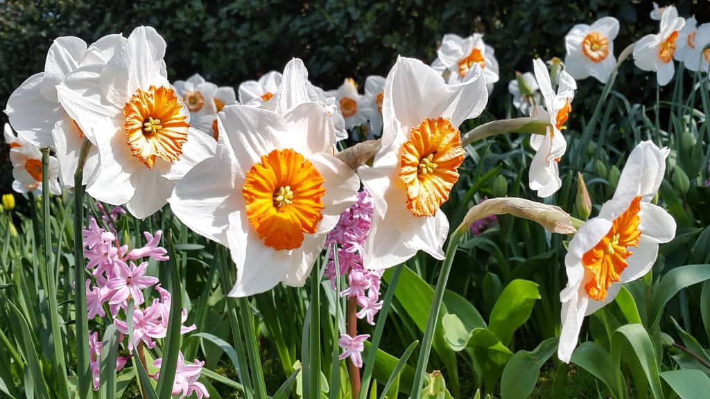 Bishop's Palace Gardens, Chichester