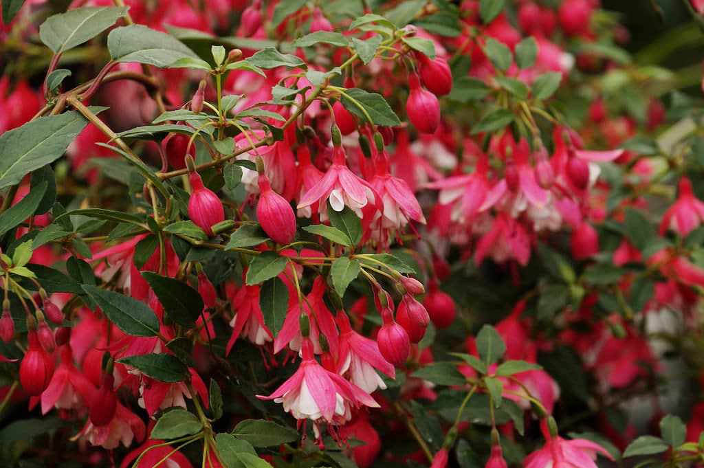 Inverness Botanic Garden