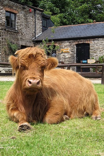 Healey's Cornish Cyder Farm