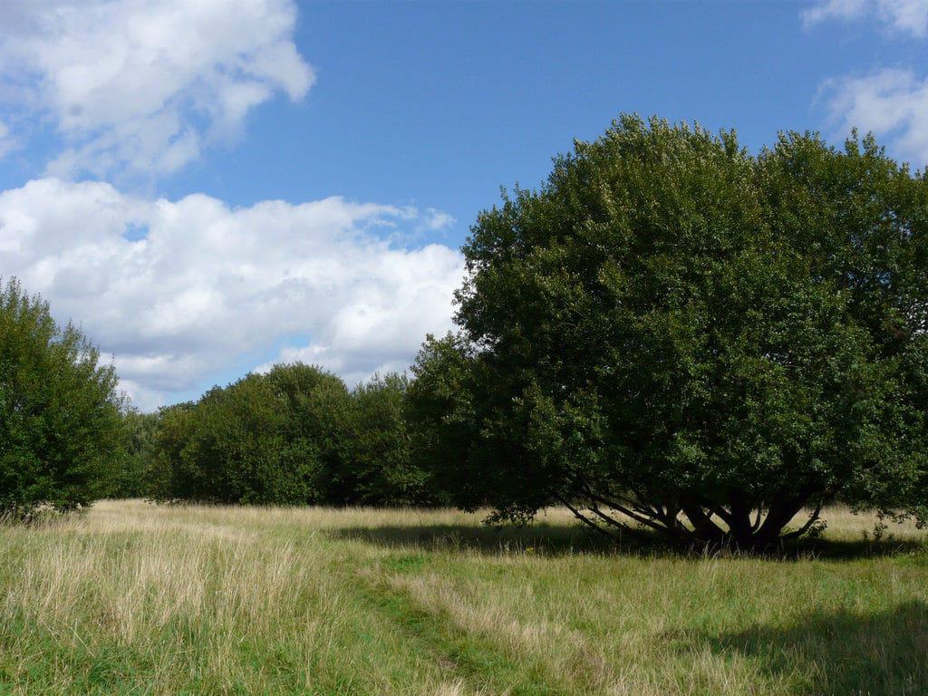 South Norwood Country Park