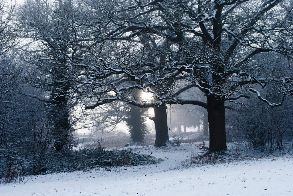 Whitcliffe Common