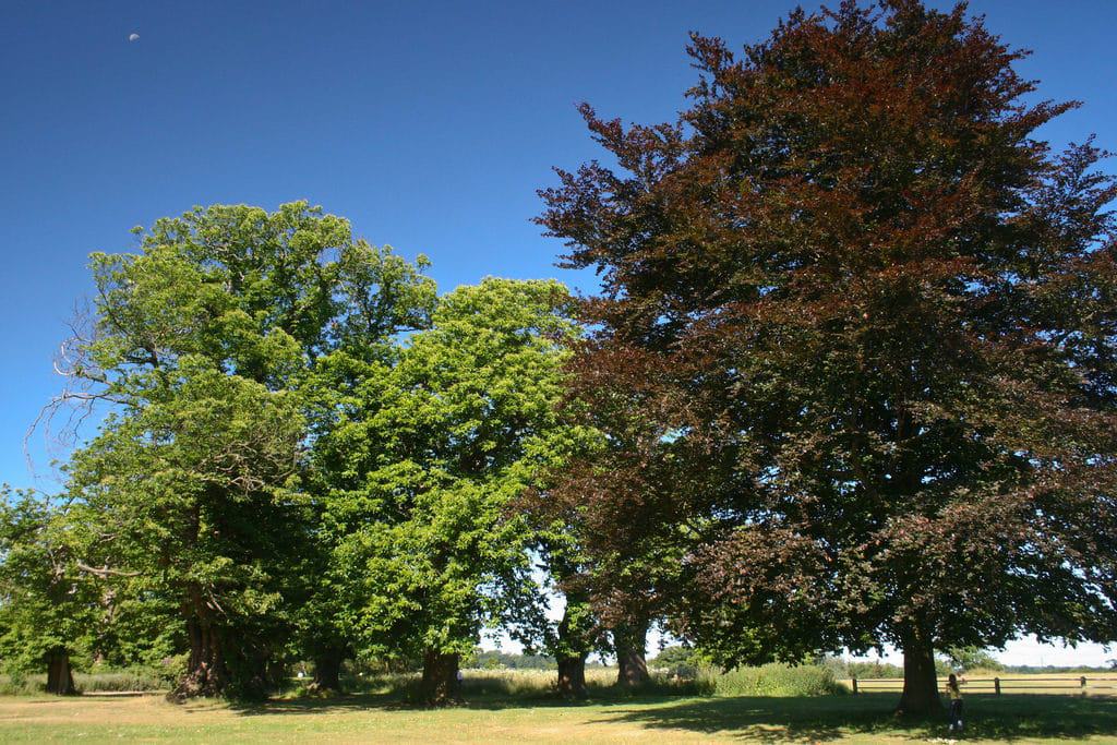 Stockwood Park