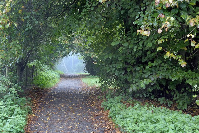 Borsdane Wood