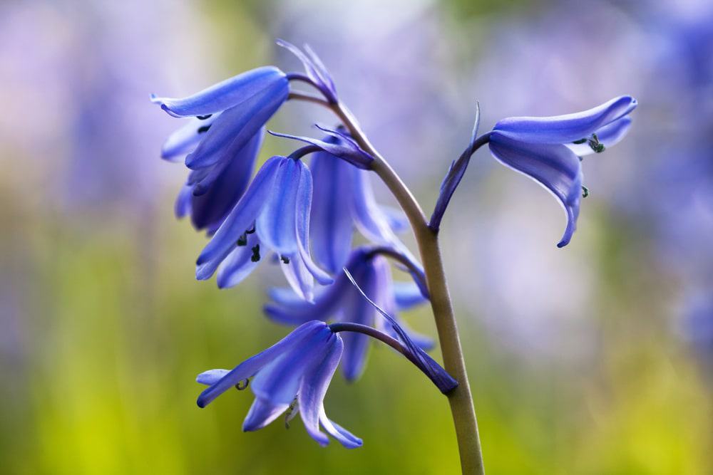Bluebell Cottage Gardens