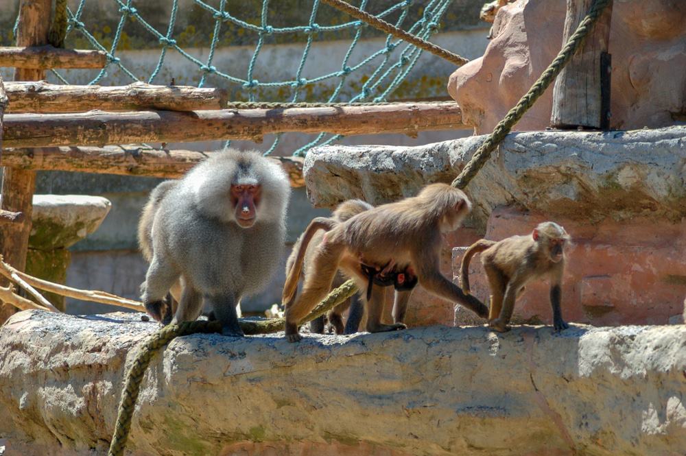 Paignton Zoo
