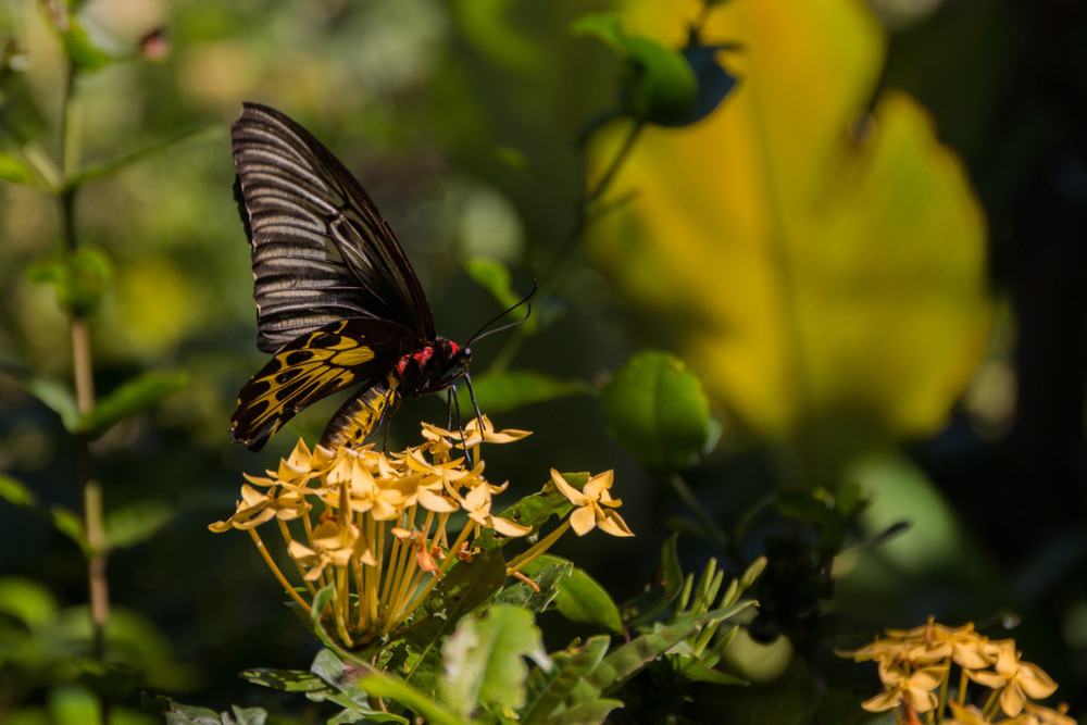 Banteay Srey Butterfly Centre