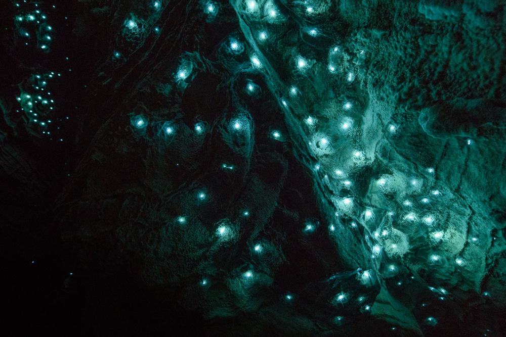 Waitomo Caves