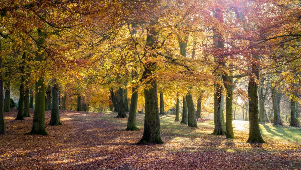 Weelsby Woods