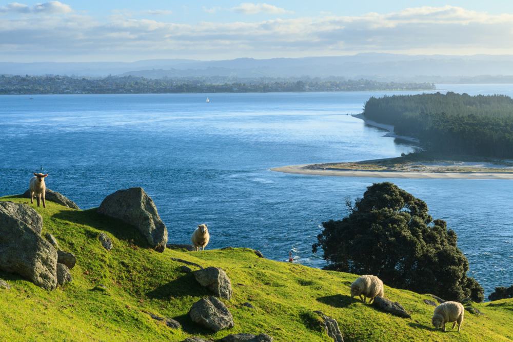 Matakana