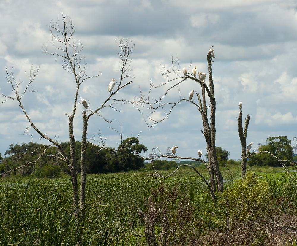 Savannah National Wildlife Refuge