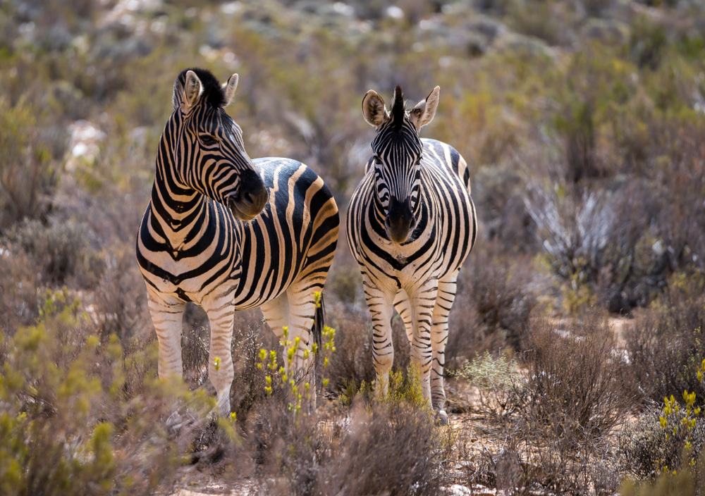 Aquila Private Game Reserve