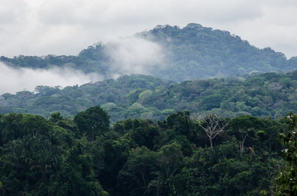 Colón Rainforest