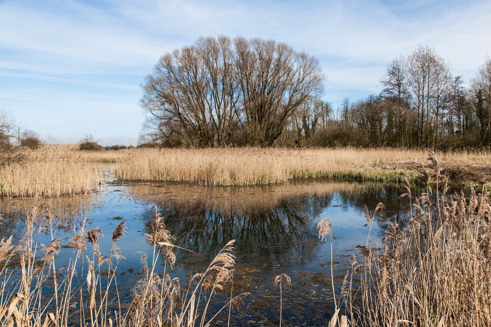 Tetney Marshes