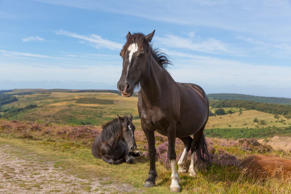 Quantock Hills
