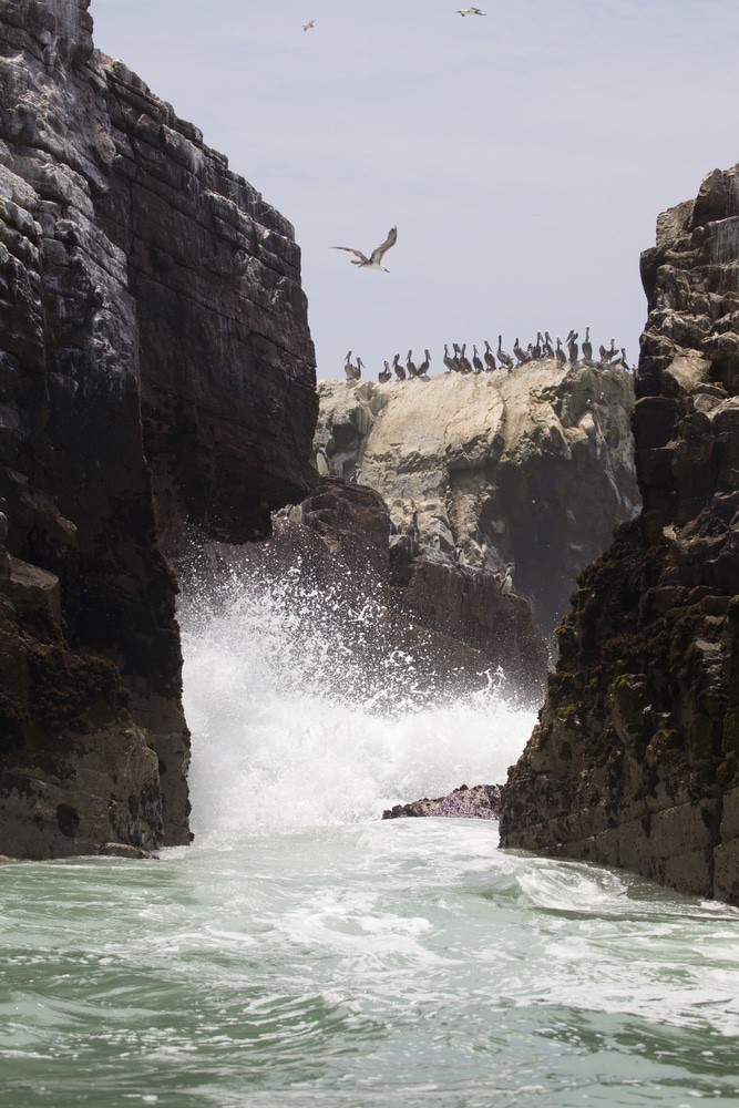 Palomino Islands, Peru
