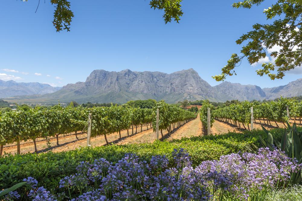 Cape Town Winelands