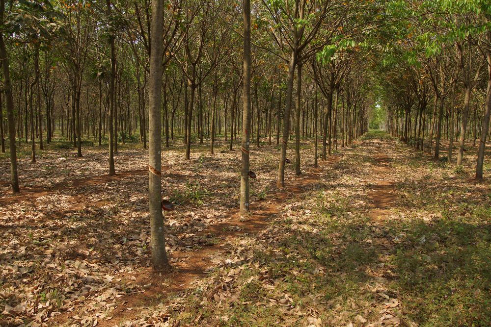 Chup Rubber Plantation