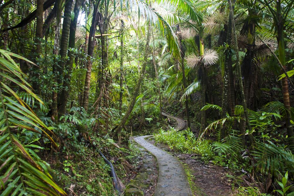 El Yunque Rain Forest