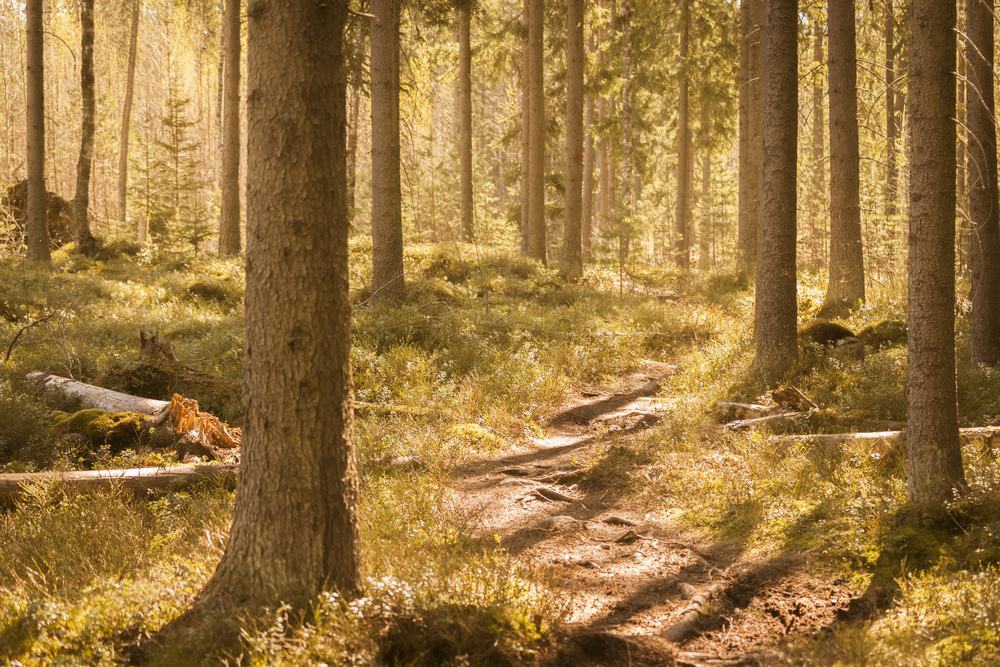 Sipoonkorpi National Park