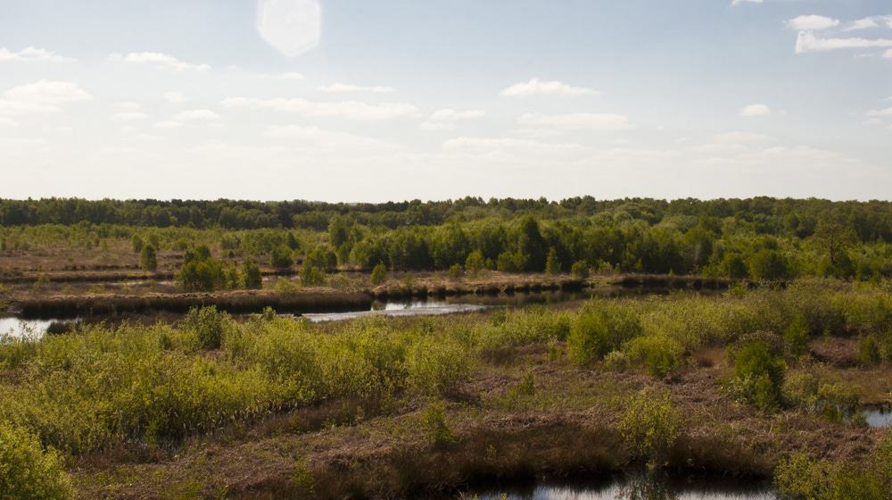 Risley Moss