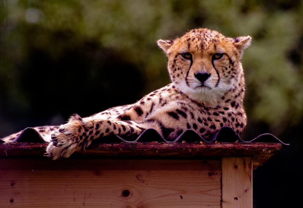 Whipsnade Zoo