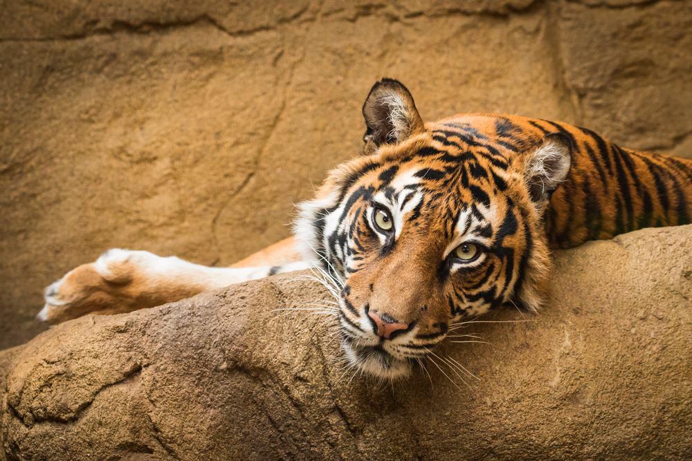 London Zoo