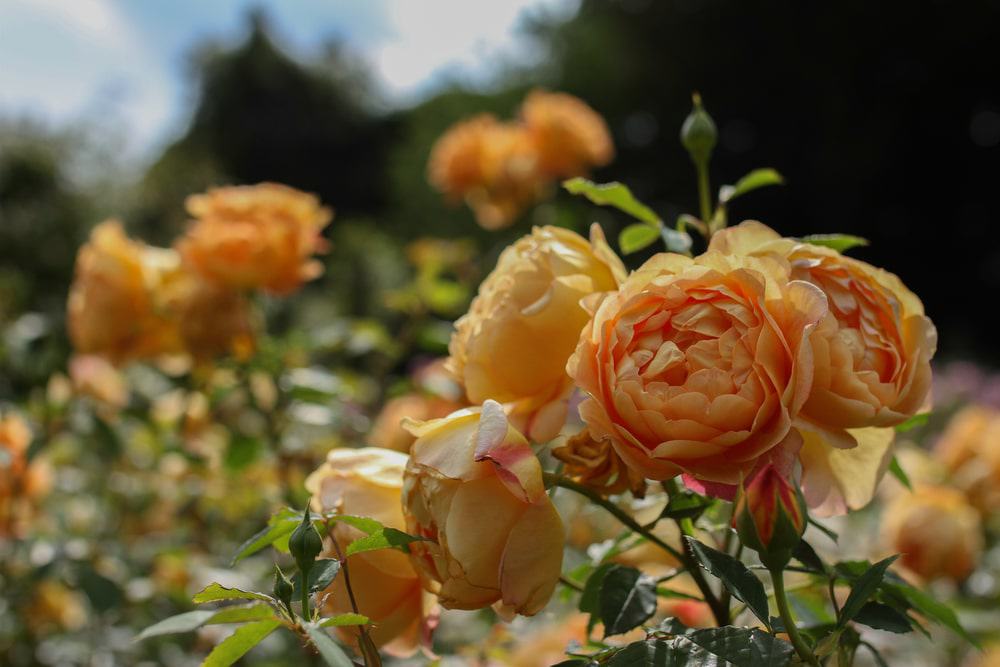 David Austin Roses