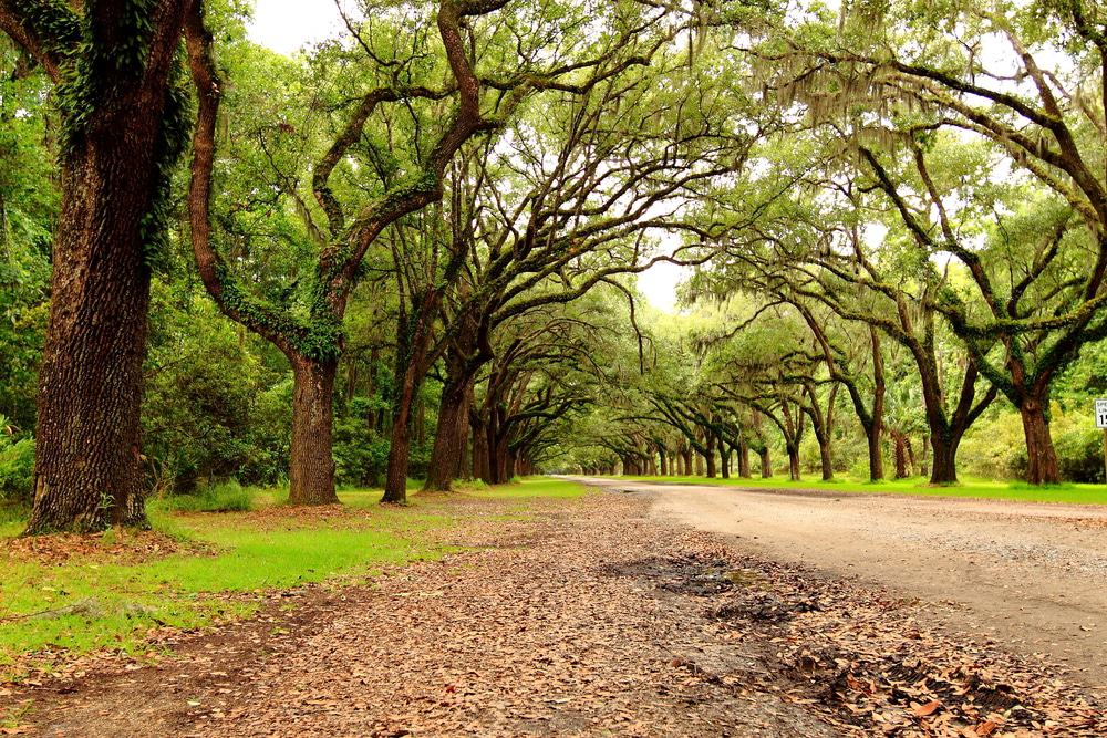  Wormsloe Historic Site, Isle of Hope
