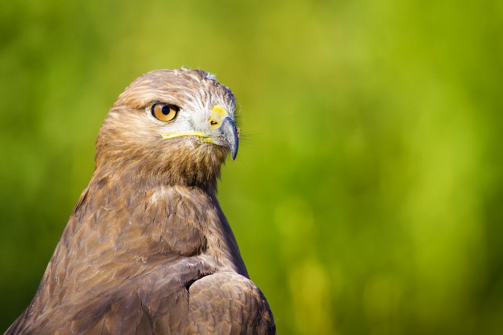 Lakeland Bird of Prey Centre