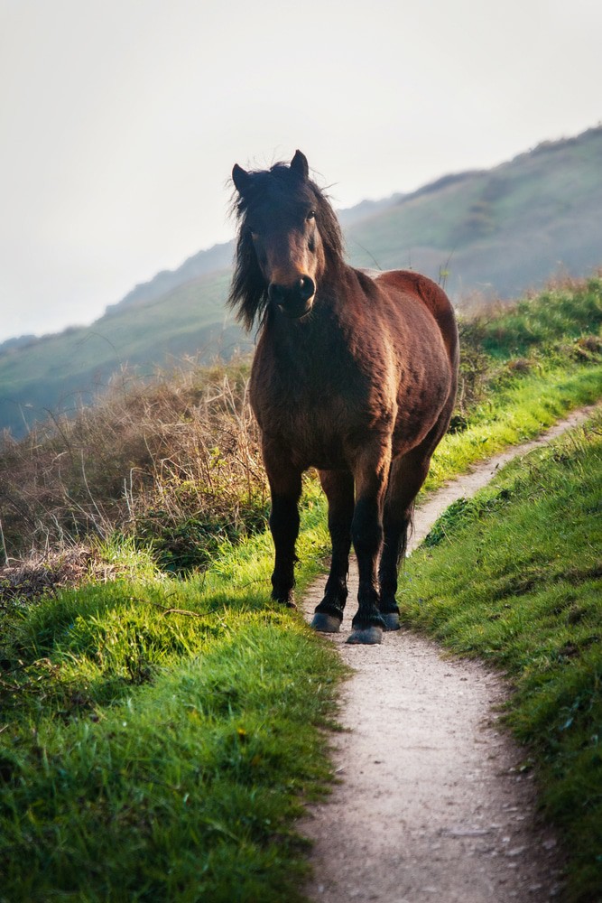 South West Coast Path