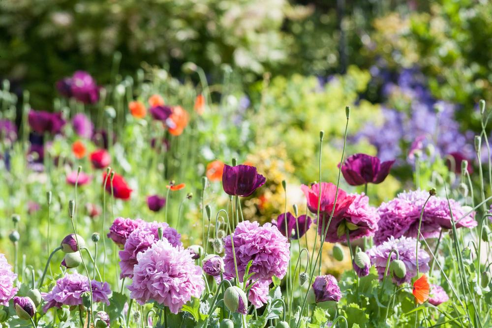 Poppy Cottage Garden
