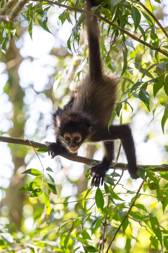 Monkey in Punta Laguna