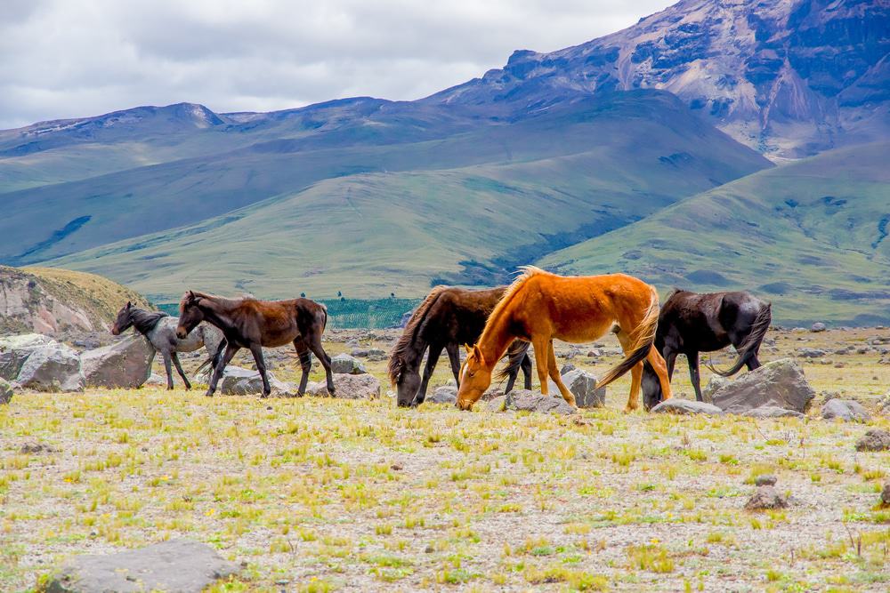 Cotopaxi National Park, Ecuador