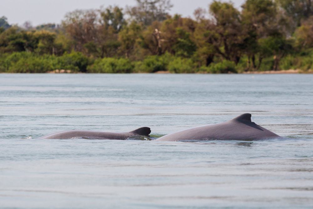 Dolphins, Si Phan Don Islands
