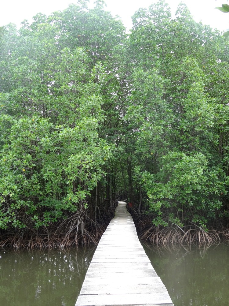 Peam Krasaop Wildlife & Mangrove Sanctuary