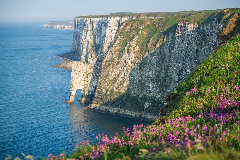 RSPB Bempton Cliffs
