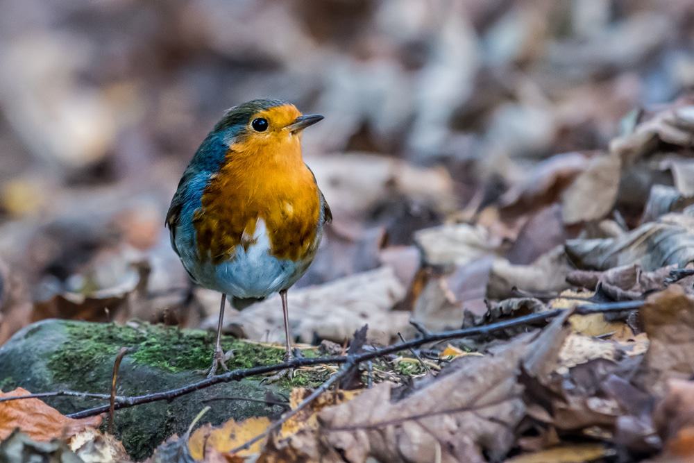Newmillerdam Country Park