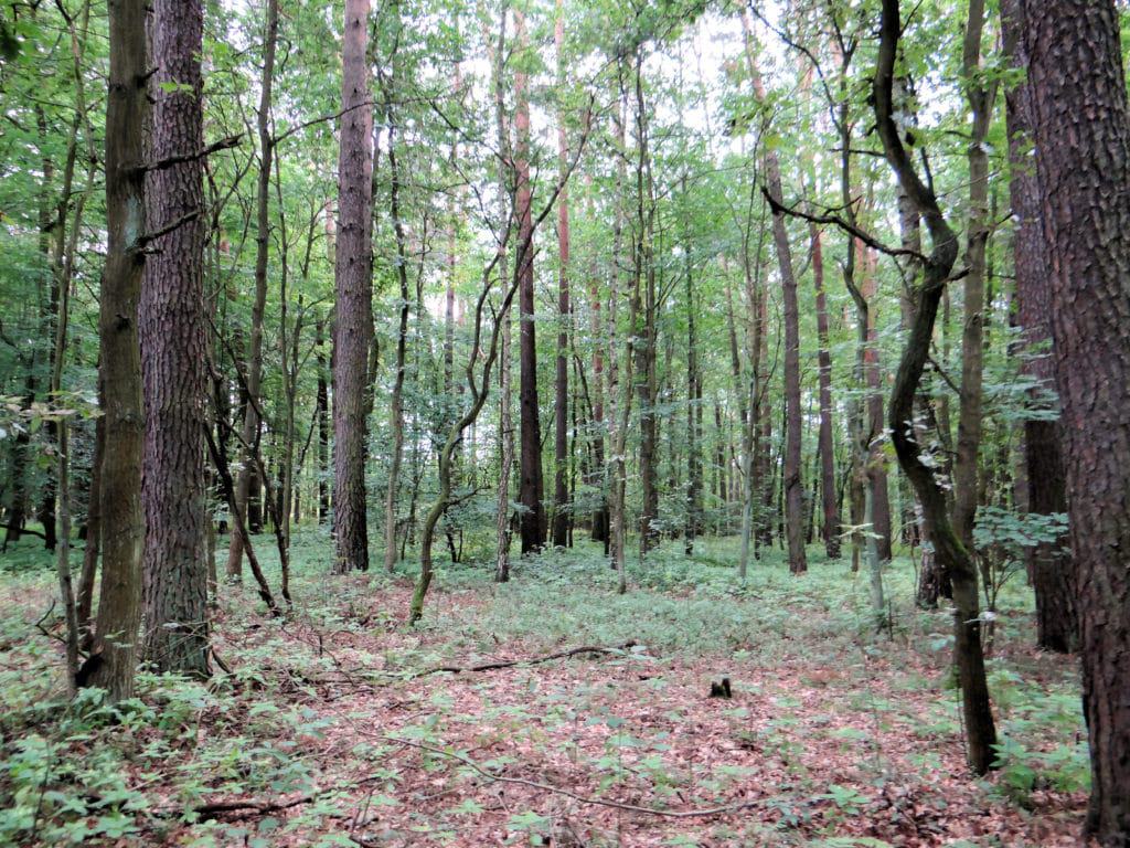 Bolimów Landscape Park