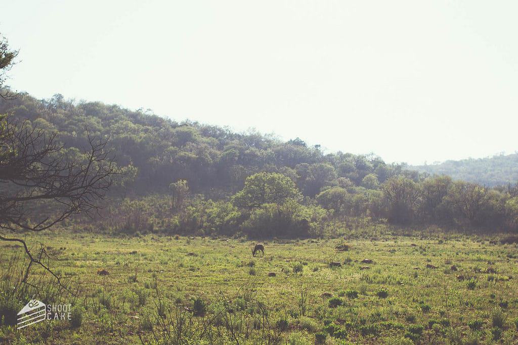 Klipriviersberg Nature Reserve