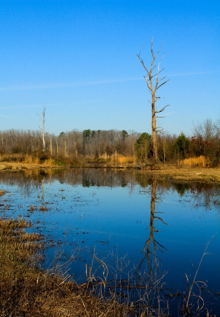 Ebenezer Swamp Ecological Preserve