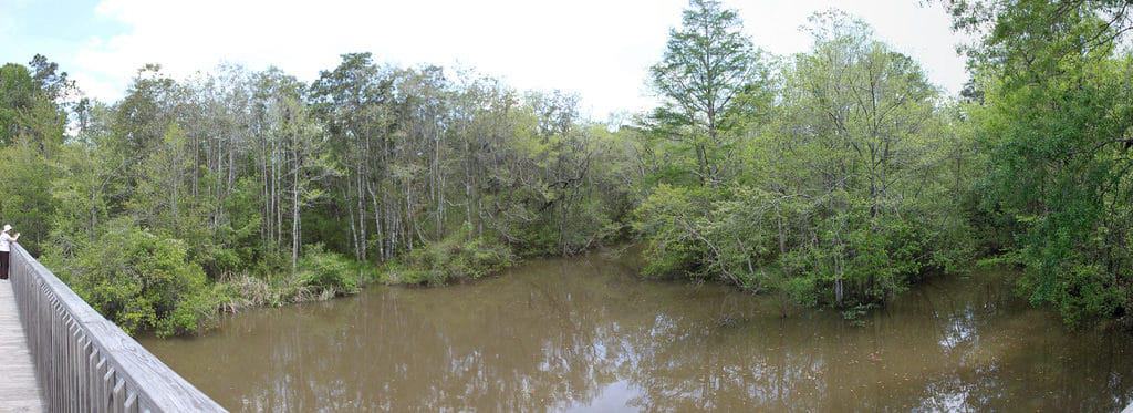 Gator Alley Boardwalk
