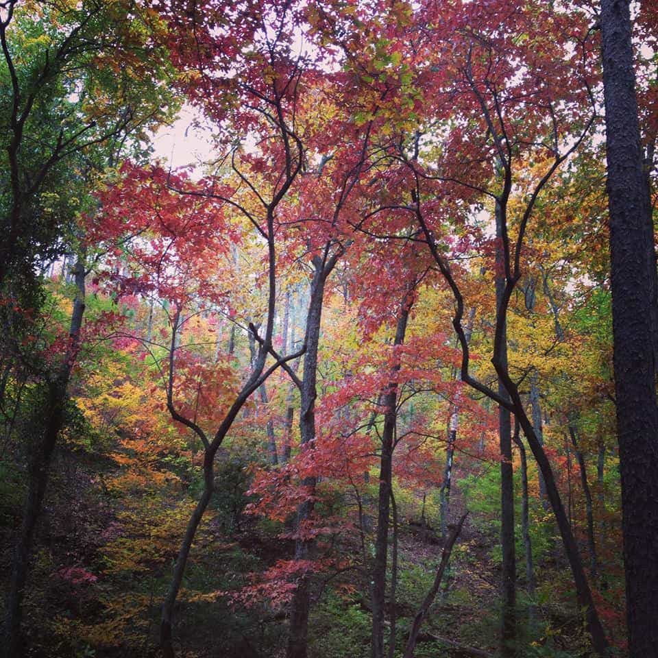 Mountain Longleaf National Wildlife Refuge