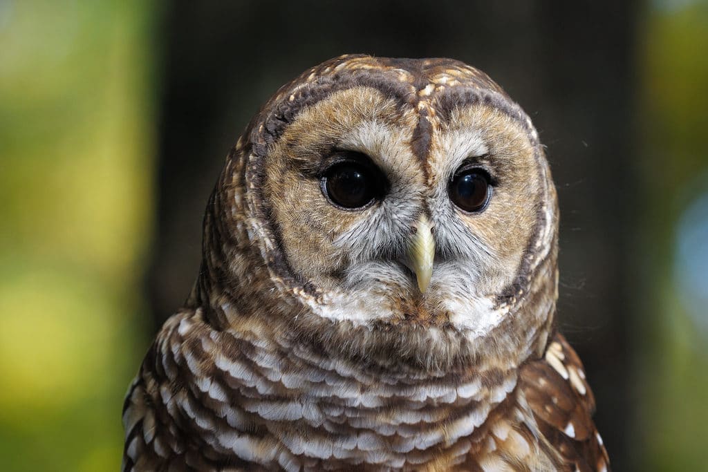 Alabama Wildlife Centre