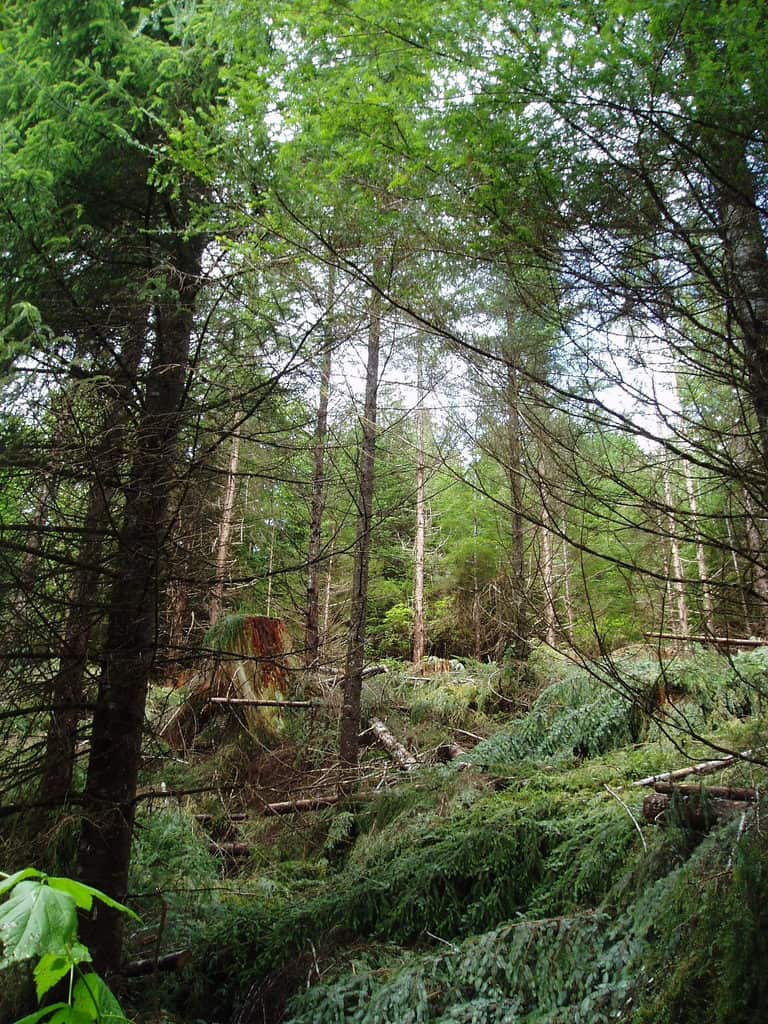 Starrigavan Recreation Area