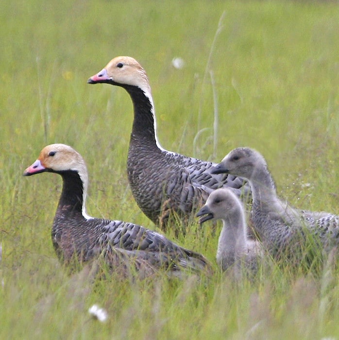 Yukon Delta National Wildlife Refuge