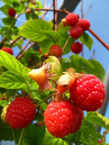 Alaska Berries Vineyard