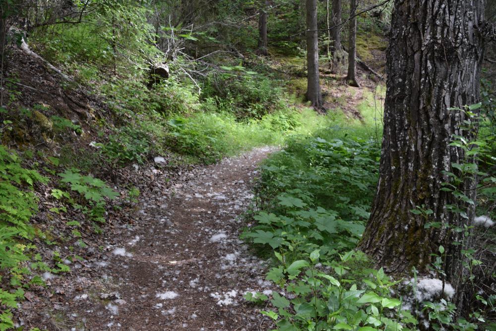 Resurrection Pass Hiking Trail, Alaska