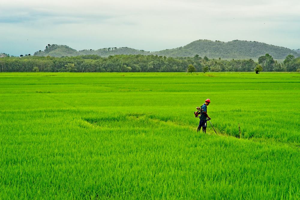 Paddy Fields, Alor Setar