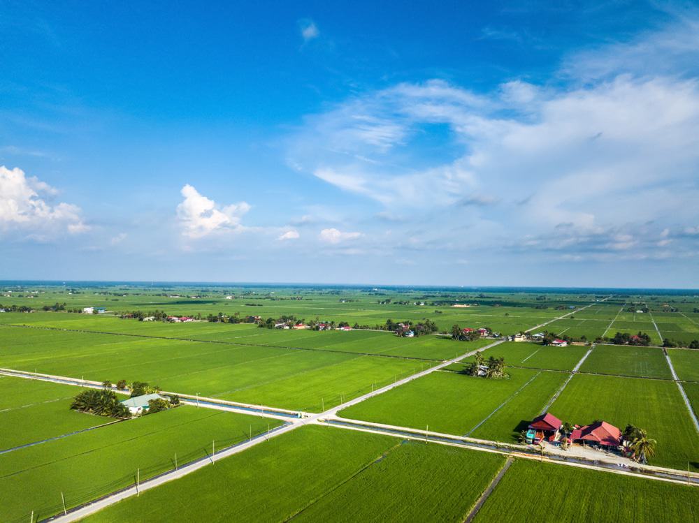 Sekinchan Rice Fields