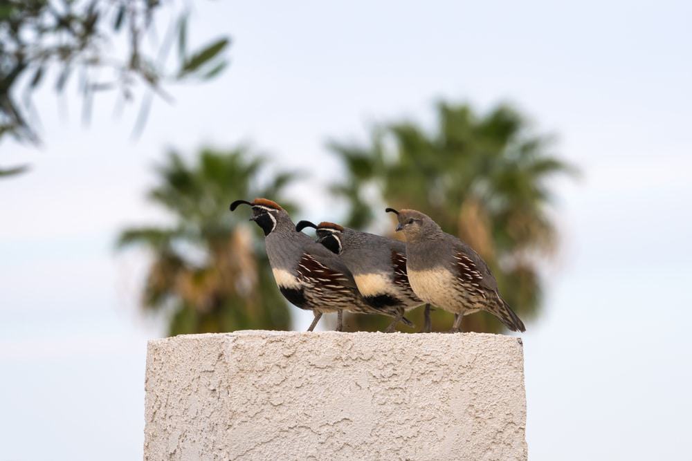 Bird Watching in Lake Havasu